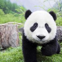 Zhihu profile picture for @shutdown