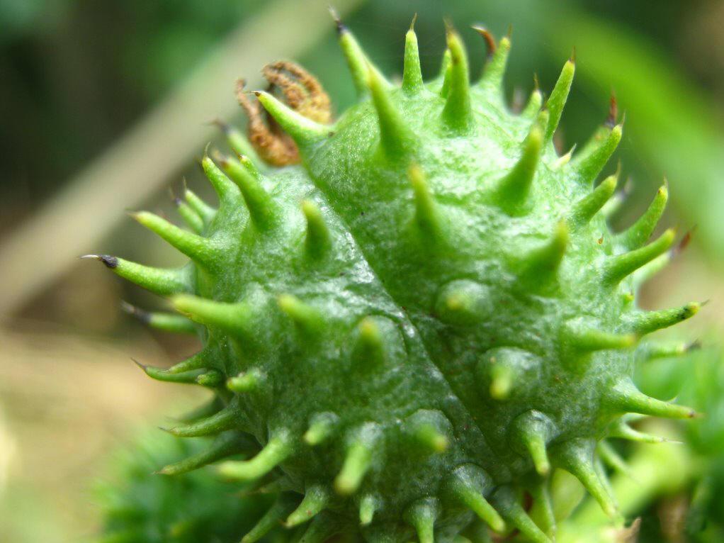 谁知道这样的植物叫什么名字吗