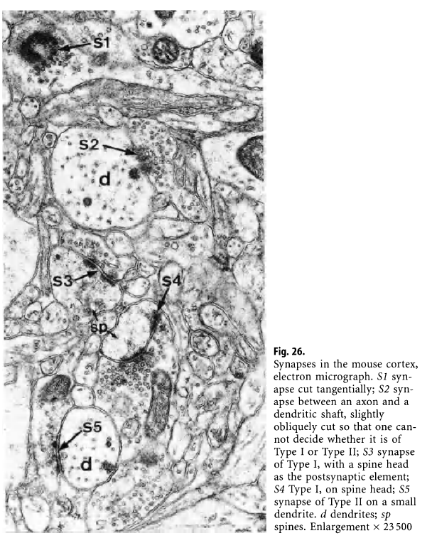 图26. 小鼠皮层中的突触电镜图.
