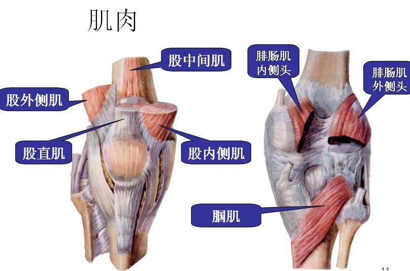 筋长一寸寿长一年这么多年你可能都错了