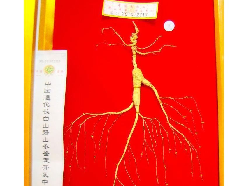 人参真的会跑吗? - 载流子的回答 - 知乎