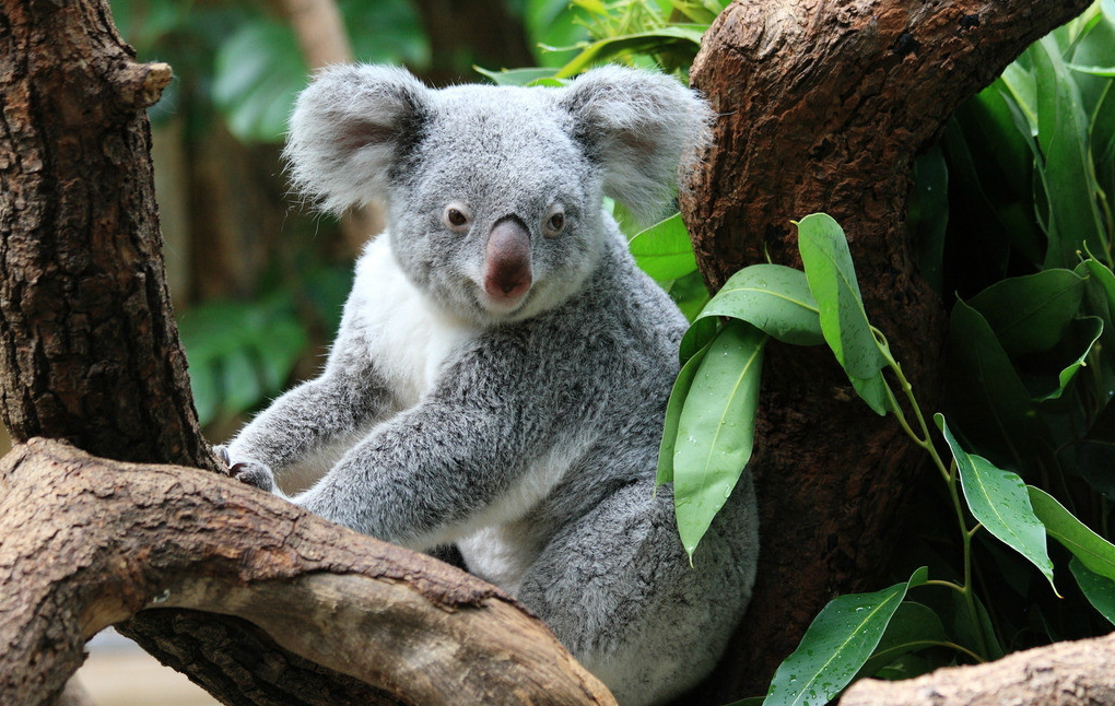十大澳洲动物图片