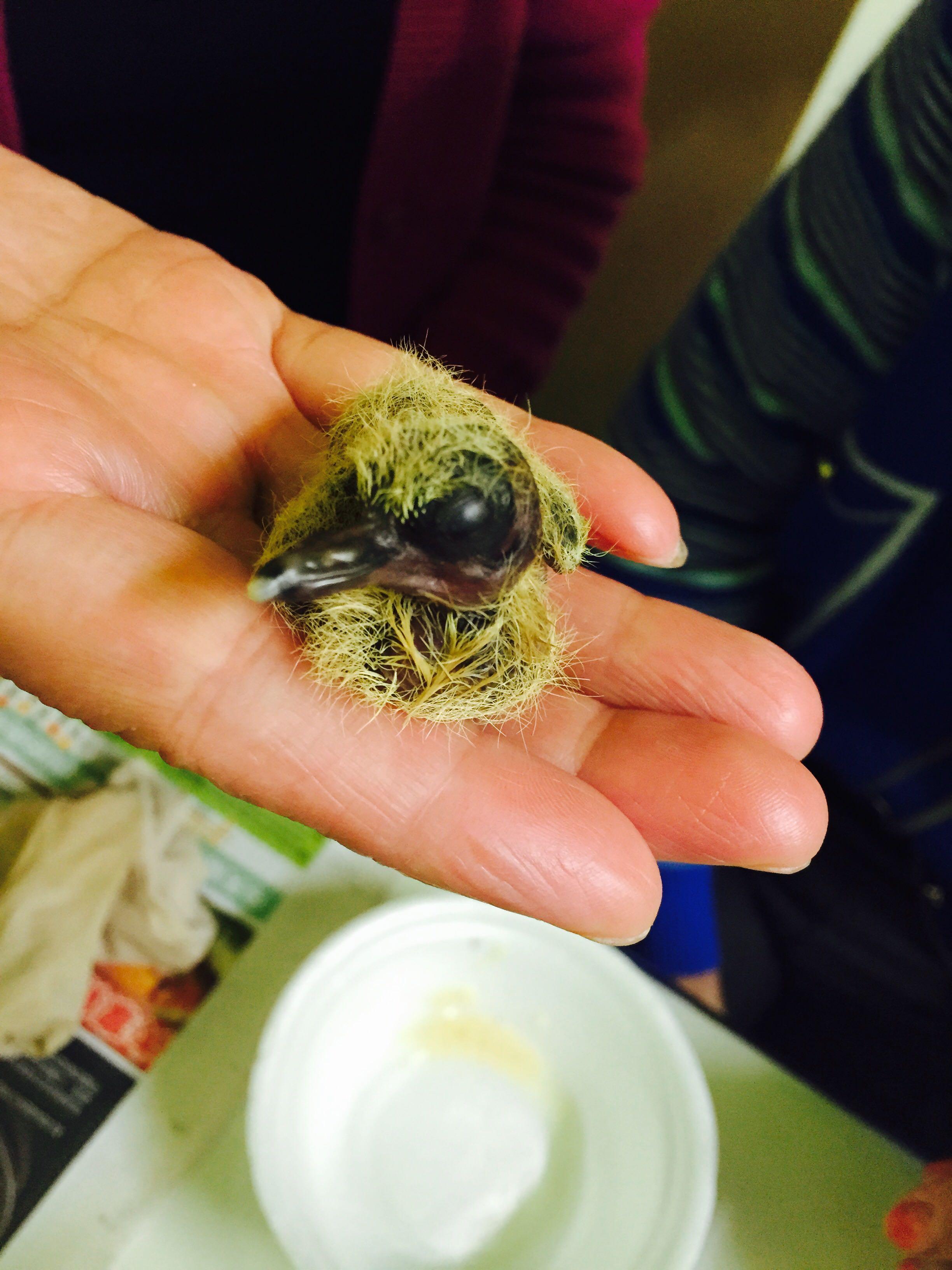 捡到一只刚出壳的小鸟,怎样喂养?