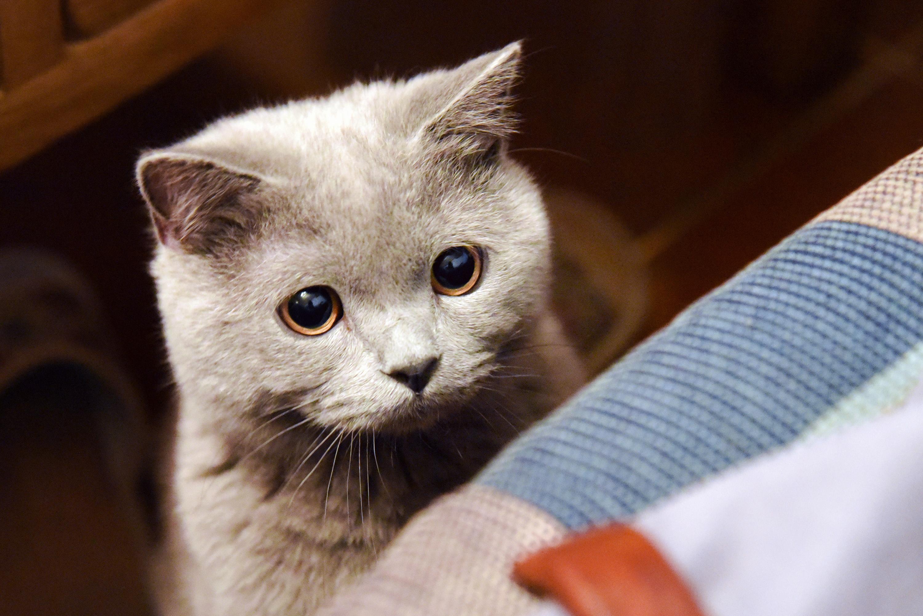 为什么网上很多猫的照片中猫的瞳孔都是圆的? - 知乎