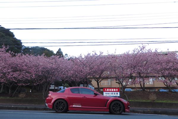 千里自驾寻访日本最早盛开的樱花 知乎