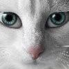 Zhihu profile picture for @exactly