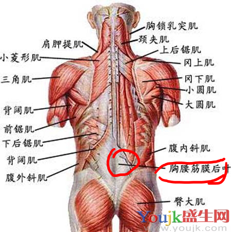 腰疼 背部 竖脊肌下部 胸腰筋膜后叶酸疼 怎么破 关键词要多才有人看额 知乎