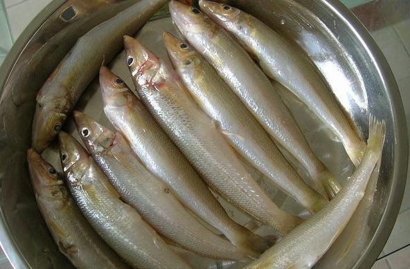鲱鱼与沙丁鱼有什么区别? - 知乎