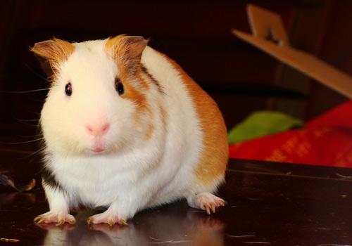 如果各专业能培养出精通专业的翻译人员那么科研人员是