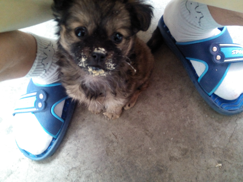 室友在宿舍养狗怎么办? - 第十一条麒麟臂的回