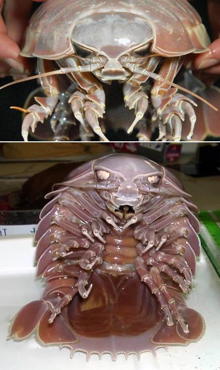 你见过听说过最恶心或者最恐怖的生物是什么