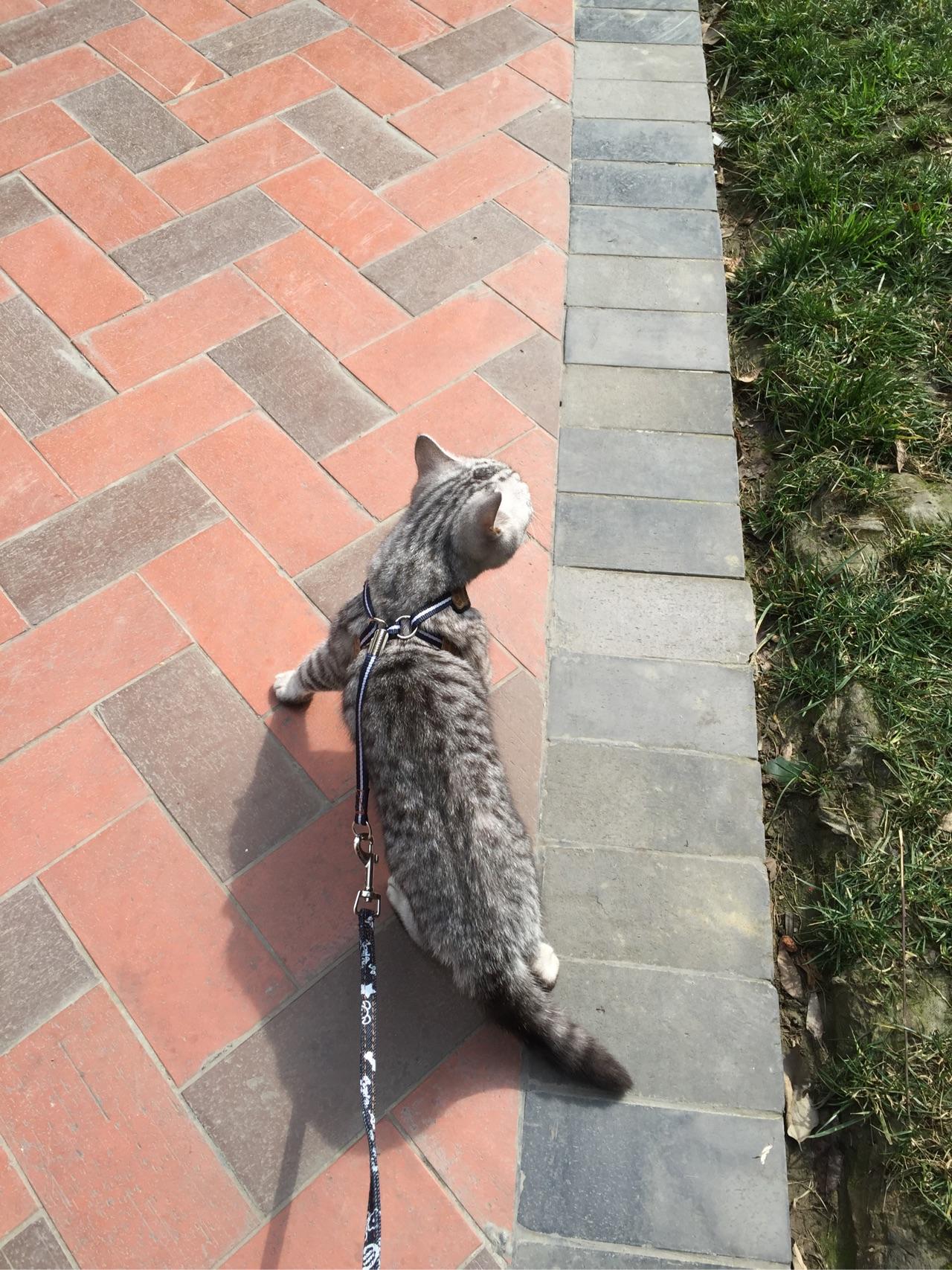 为什么有人遛狗,却没看到有人溜猫。换句话说