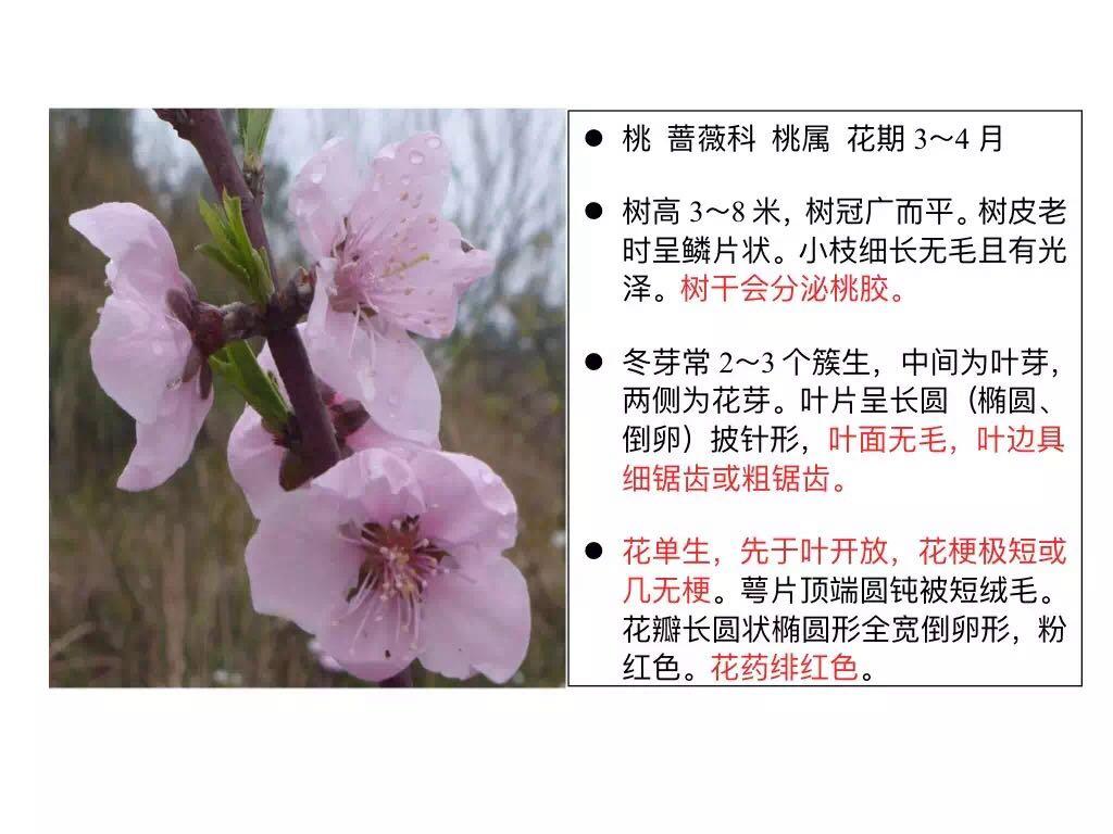 杏花和樱花的区别图解图片