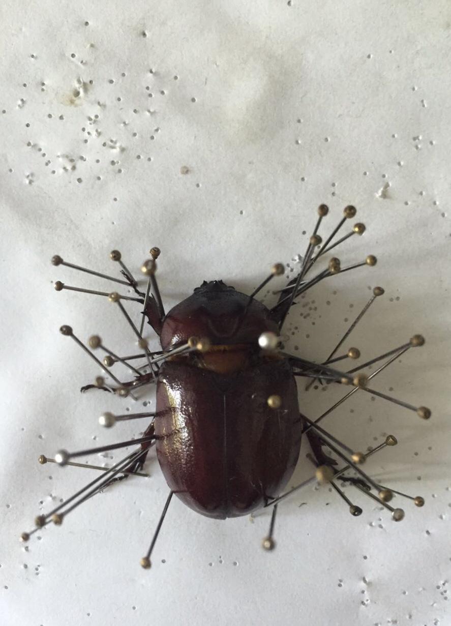 如何制作昆虫标本? - 植物标本介绍 - 实验室设备网