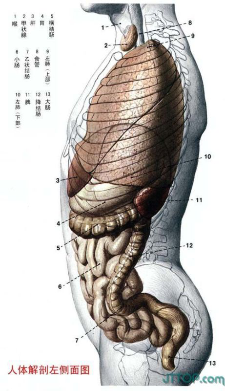 内脏是简单地堆在肚子里的吗?
