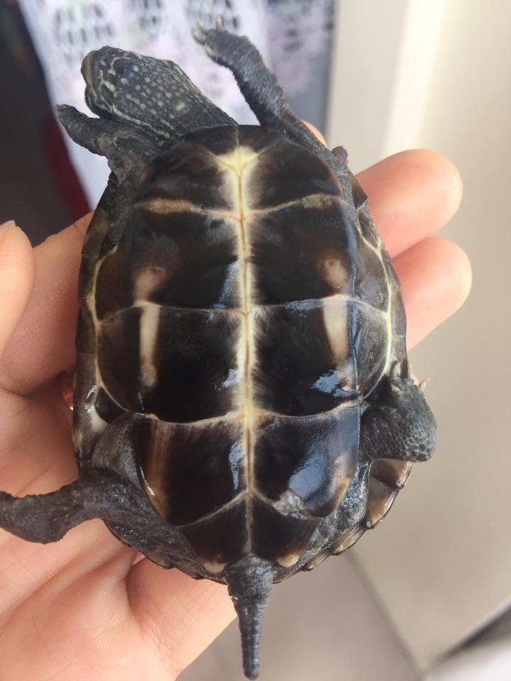 求问这小草龟背甲上是正常蜕壳吗她是外塘吗