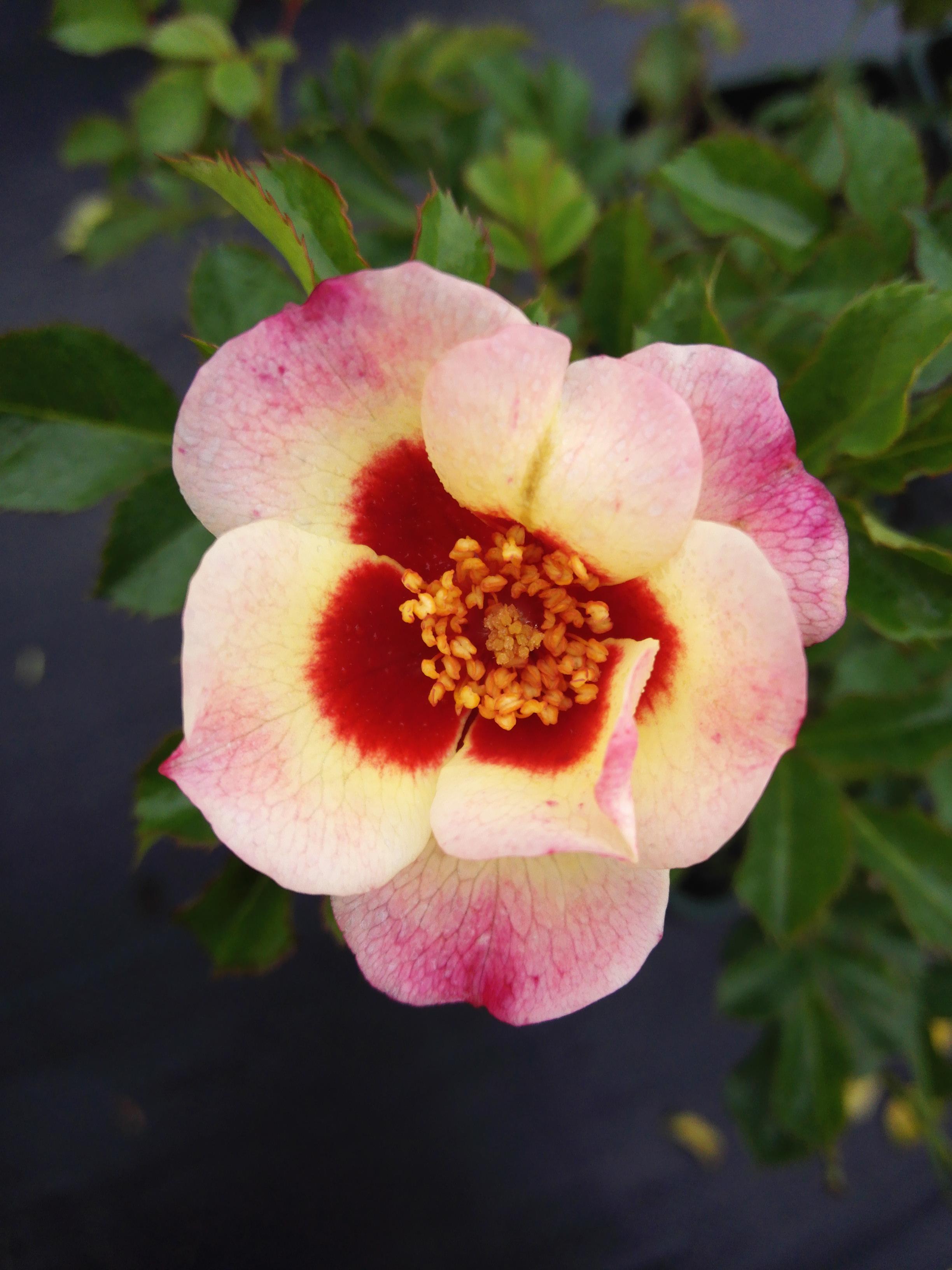 加百列月季花的种植方法和注意事项有哪些?