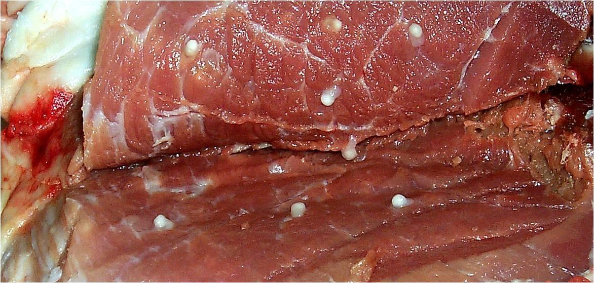 猪肉绦虫ct图片