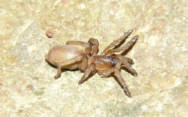 除了潮蛛外,在原蛛下目这一古老的旁枝中,也存在着在潮间带生活的习性