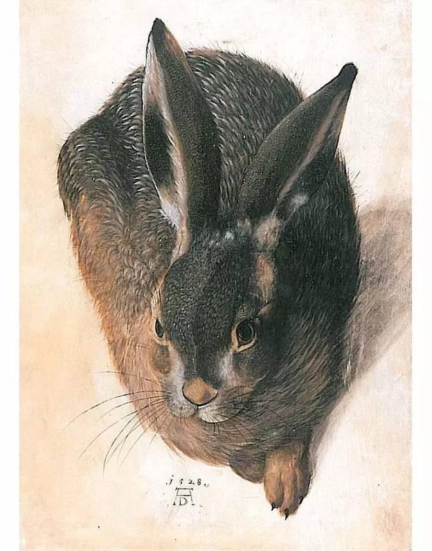 哪位有德国文艺复兴时期阿尔布雷希特丢勒的兔子的素描的截图