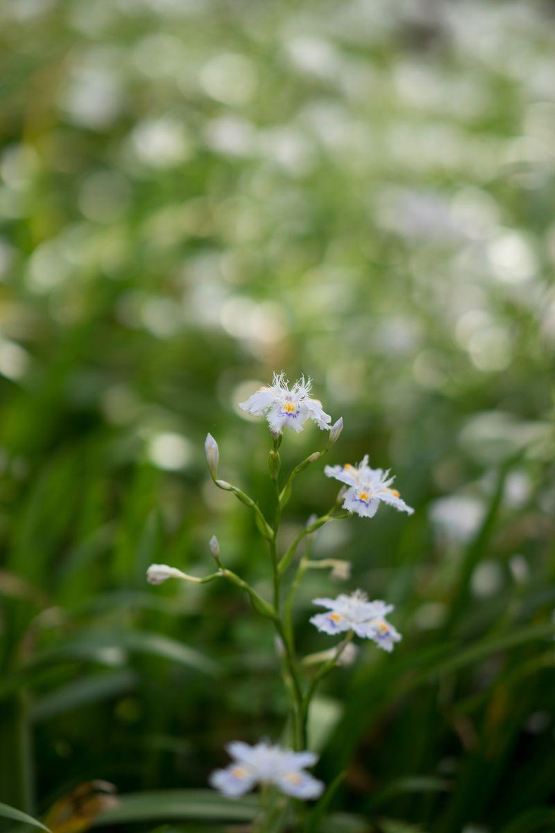 佳能、尼康、索尼85mm f\/1.4(1.2)镜头横评