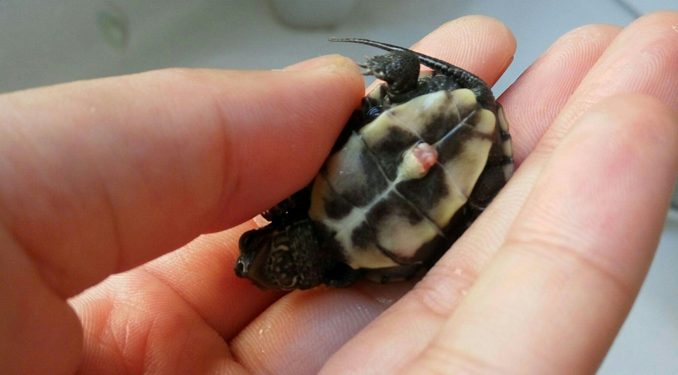 稚龟出生好多天破壳齿都掉了,但是肚脐还是没有收好,如图? 