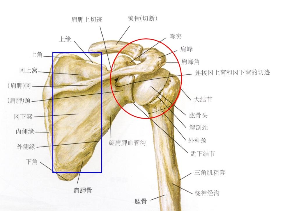 肩胛骨骨骼结构图图片