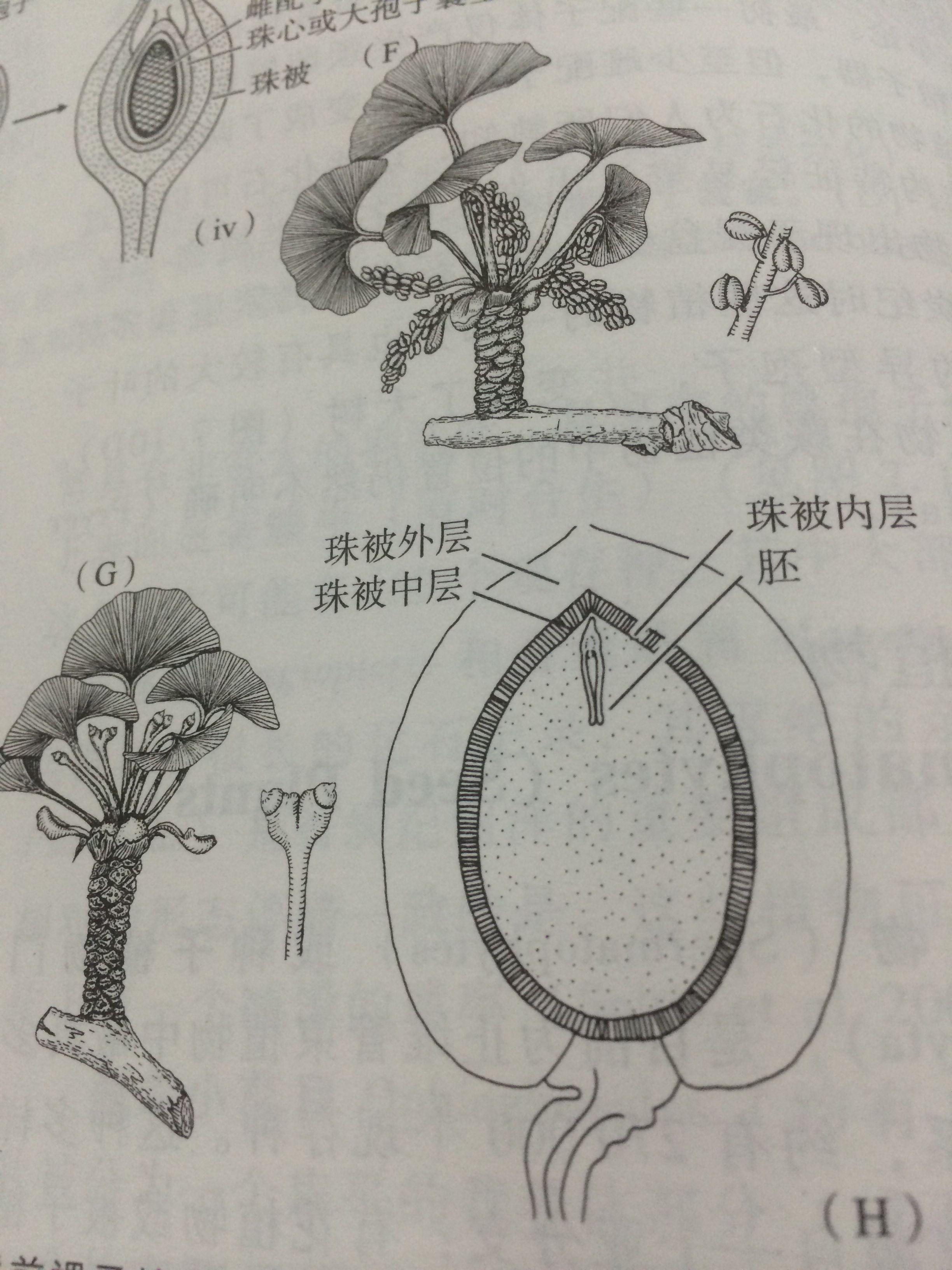 油松大孢子叶球纵切图图片