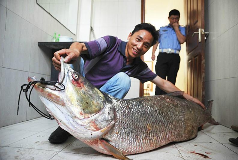 鳡鱼,俗称水老虎.