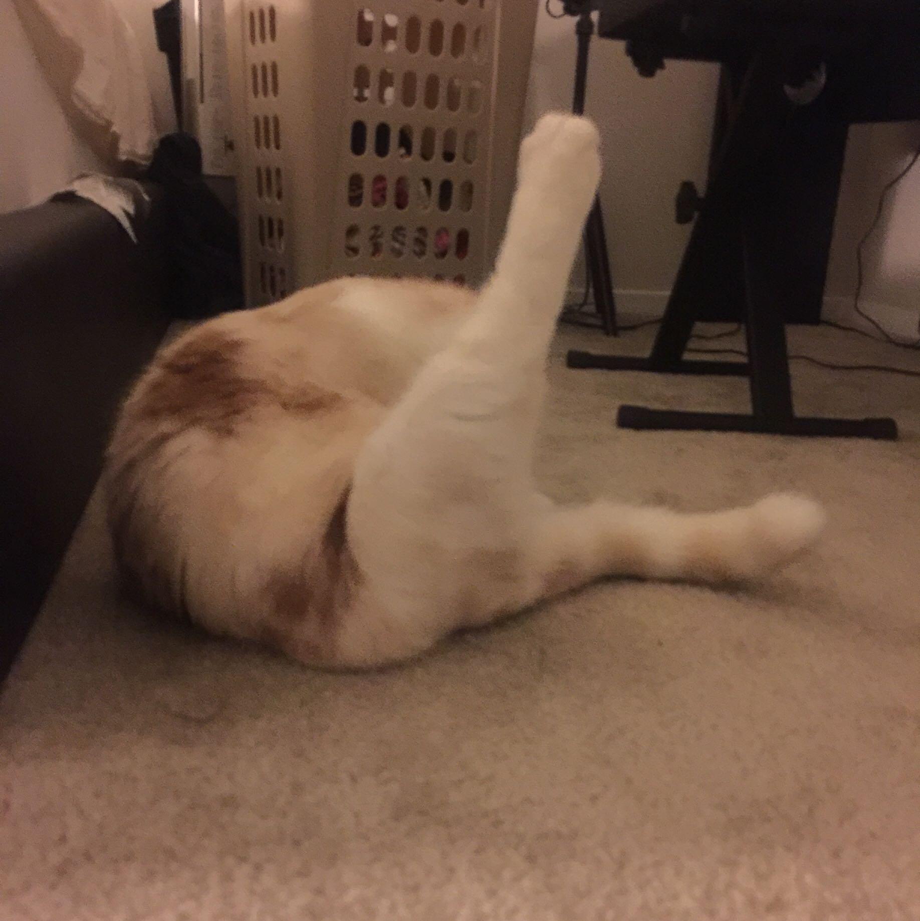 有一只腿长得好看的猫是一种什么体验