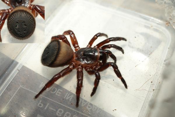 官僚作风不可取 (螲蟷科 盘腹蛛属)