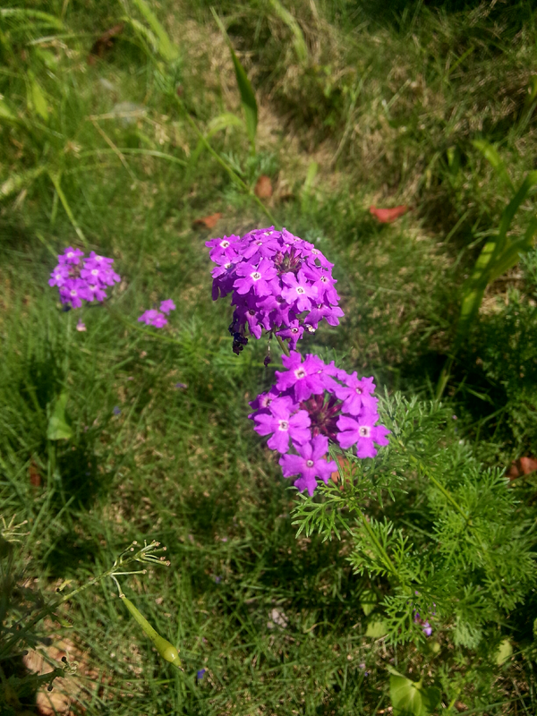 有哪些知道图片中的紫色花的花名吗 谢谢告知 知乎