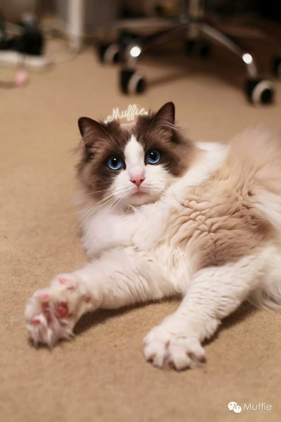 你见过最萌的猫咪萌照是哪张