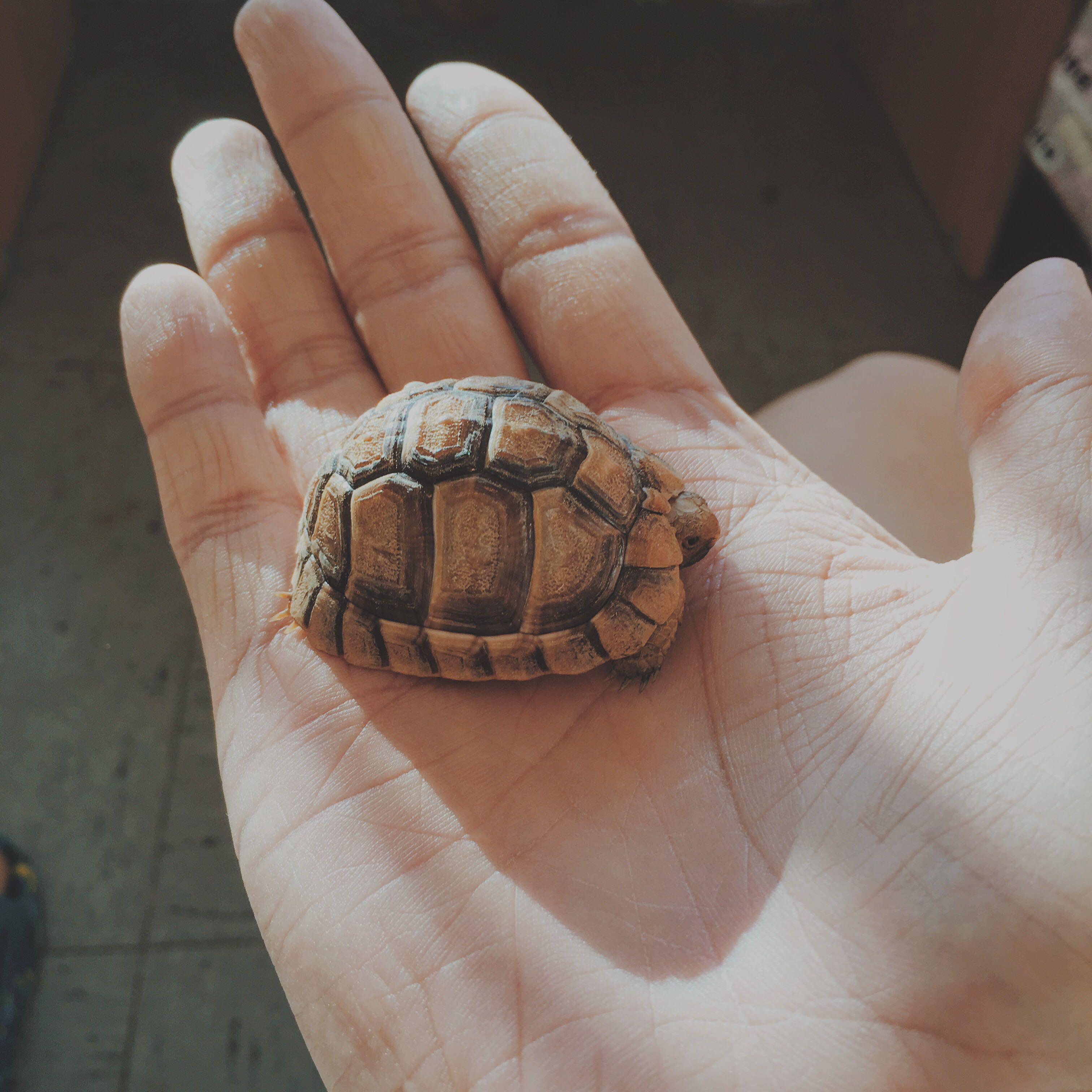 请问哪种可以作为宠物来养的陆龟能长很大还能活很久的