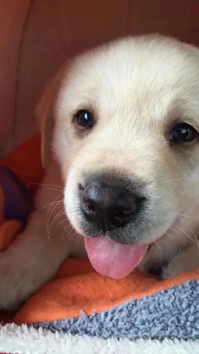 拉布拉多拉布哈哈拉布现在一岁半啦虽然有些中毒后遗症变得有些傻但是