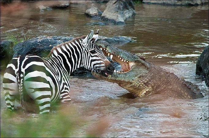 狮子老虎河马熊大象犀牛打架整体谁厉害