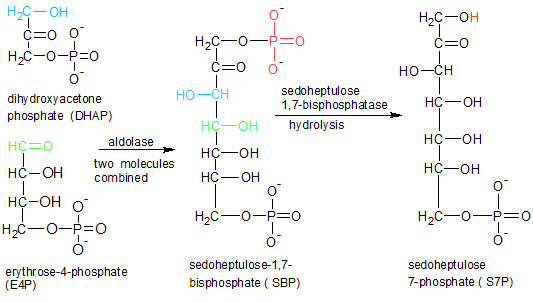 在光合作用的稳定暗反应中c3化合物为什么是c5的两倍