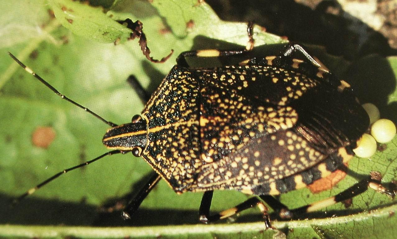 如何防治臭板虫?