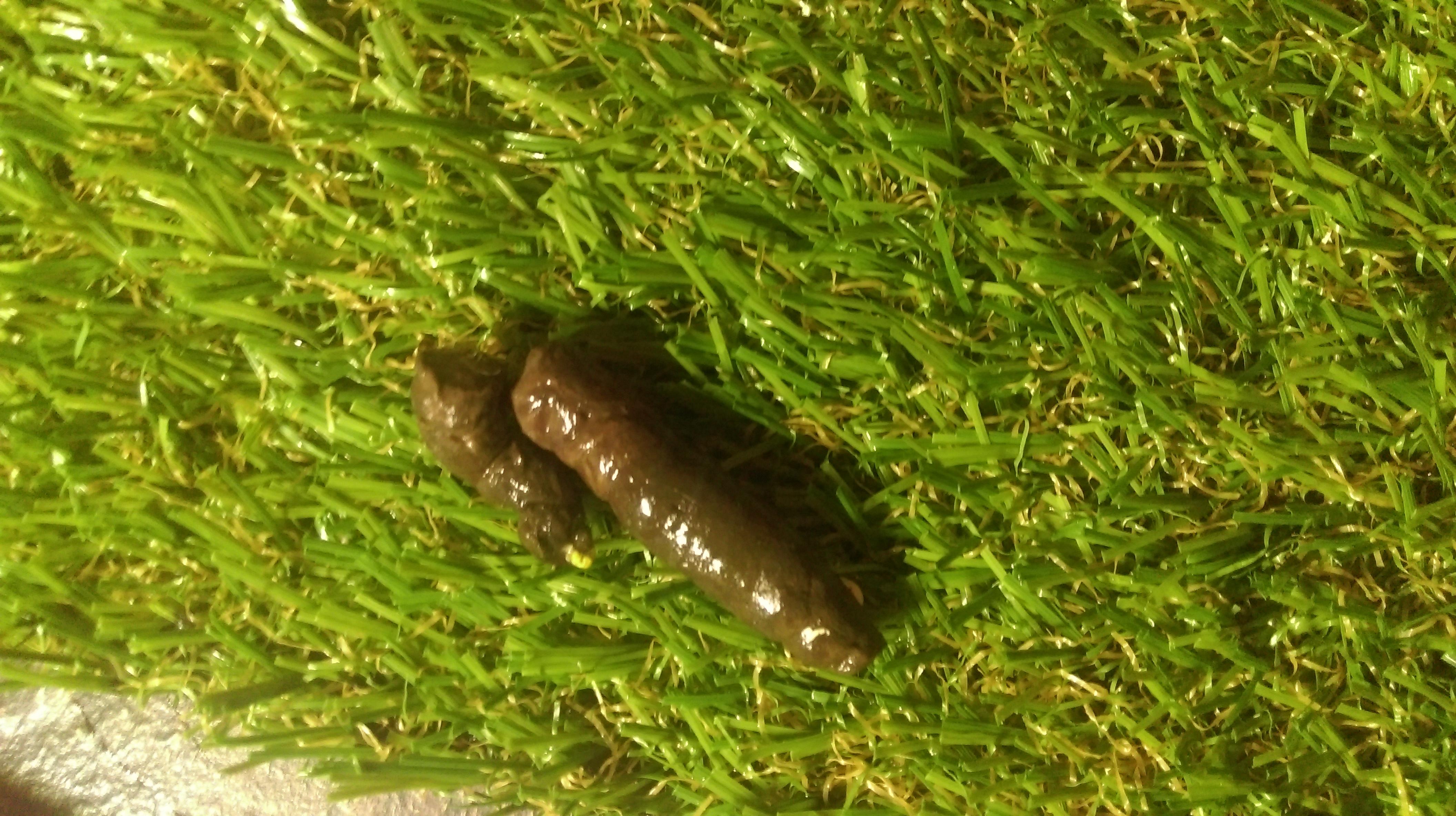 蛇的肛门在哪里