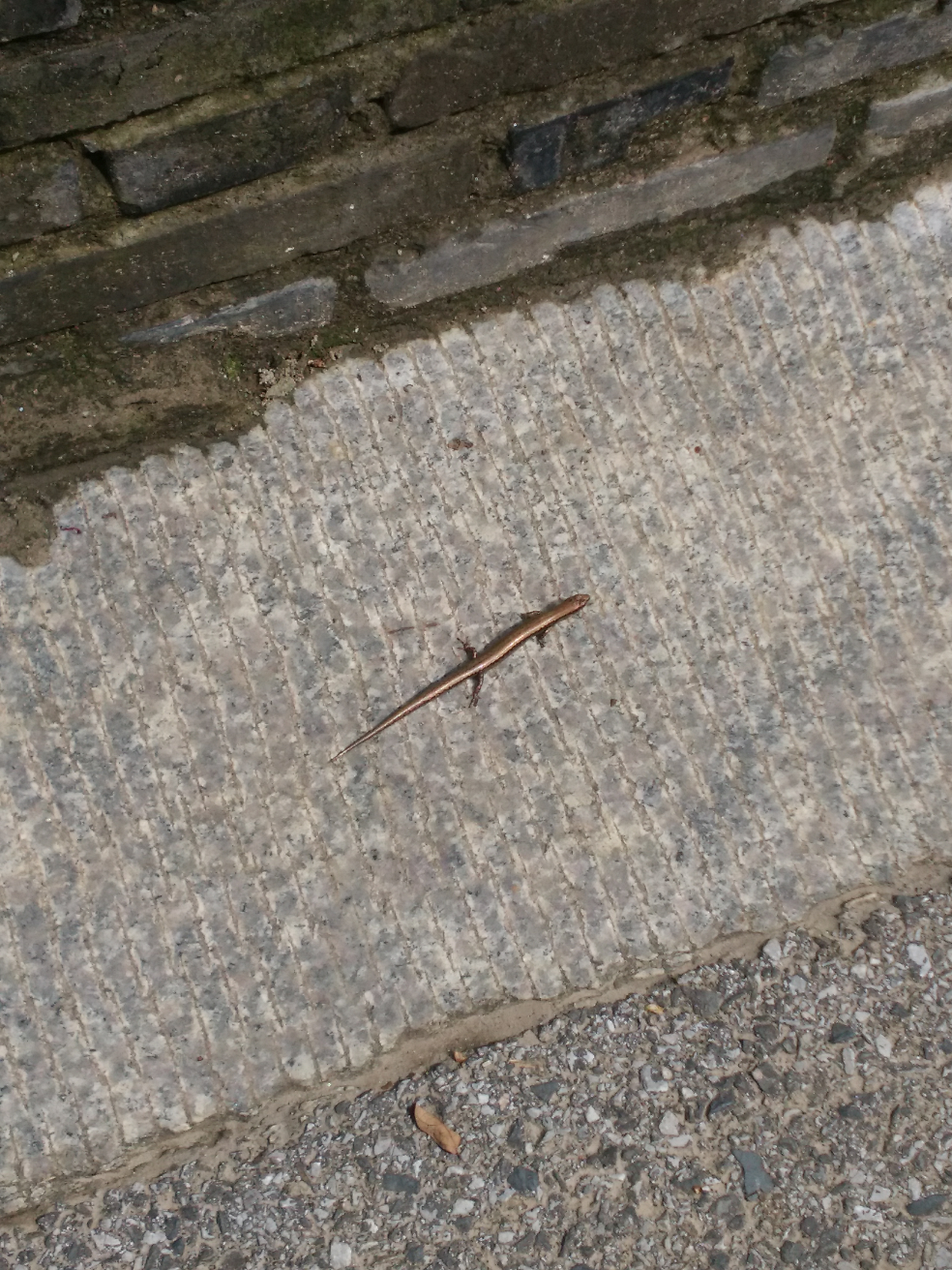 上次在微博看到一条只有四只很小的脚的蛇请问是什么物种