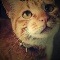 Zhihu profile picture for @journey