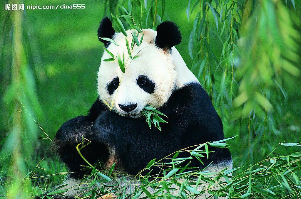 小熊猫和熊猫到底什么关系?它和浣熊有关系吗