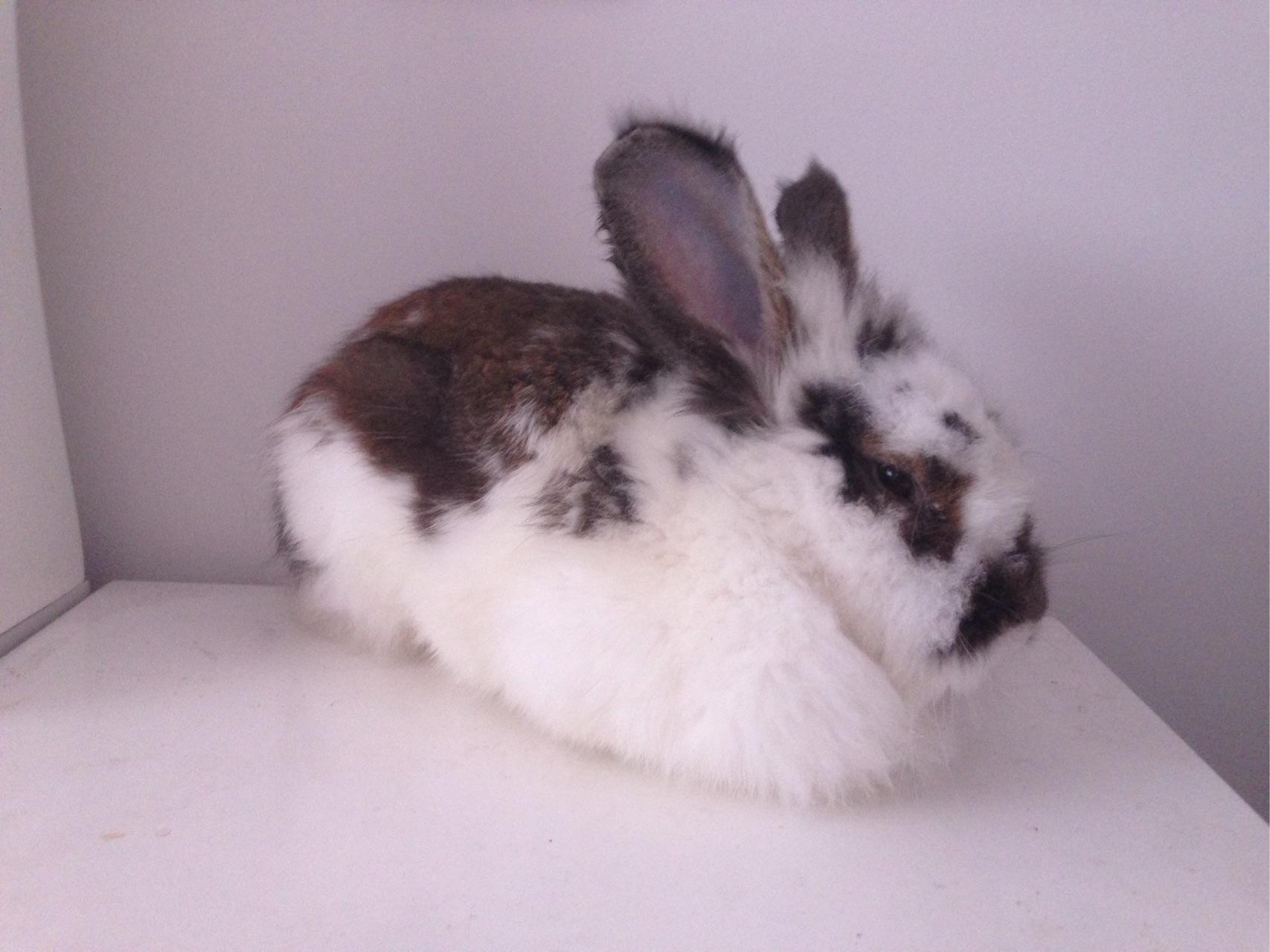 有人在养海棠兔吗求介绍求说说