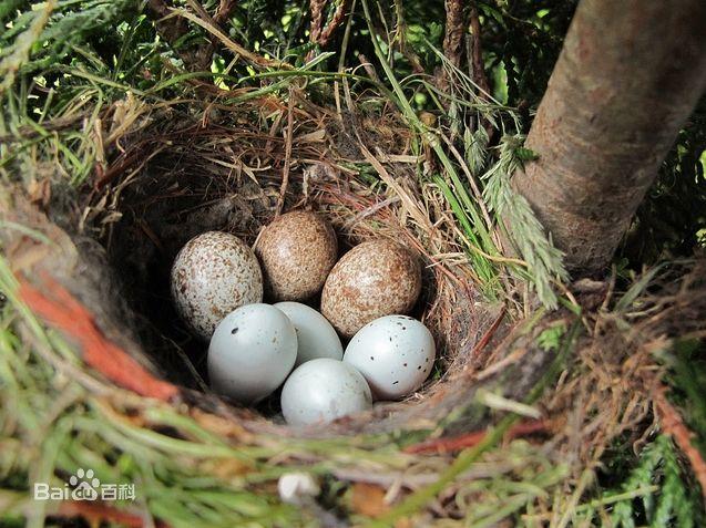 《诗经·召南·鹊巢》:"维鹊有巢,维鸠居之.