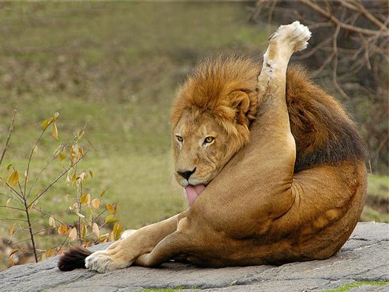 为什么有些狗喜欢舔自己的蛋?