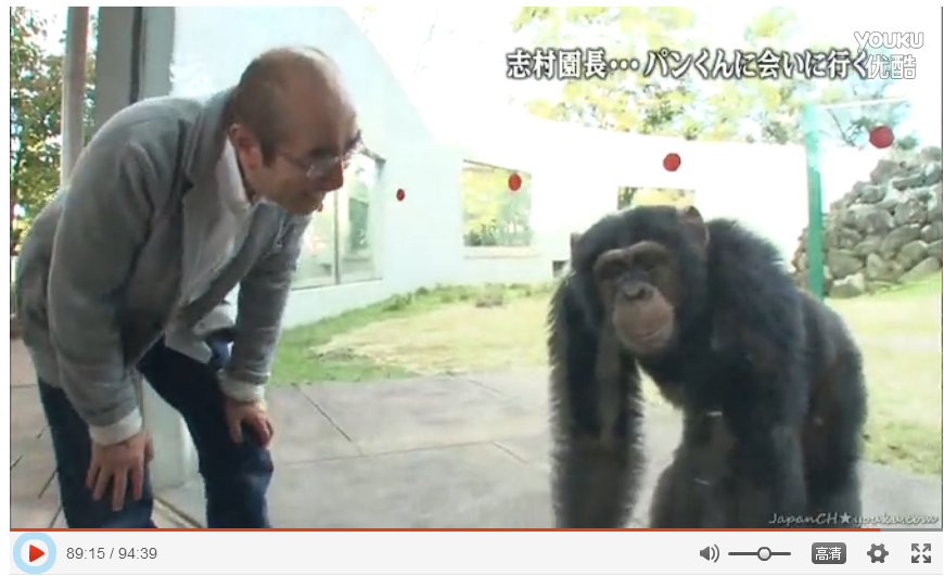 想知道日本猩猩小庞的近况