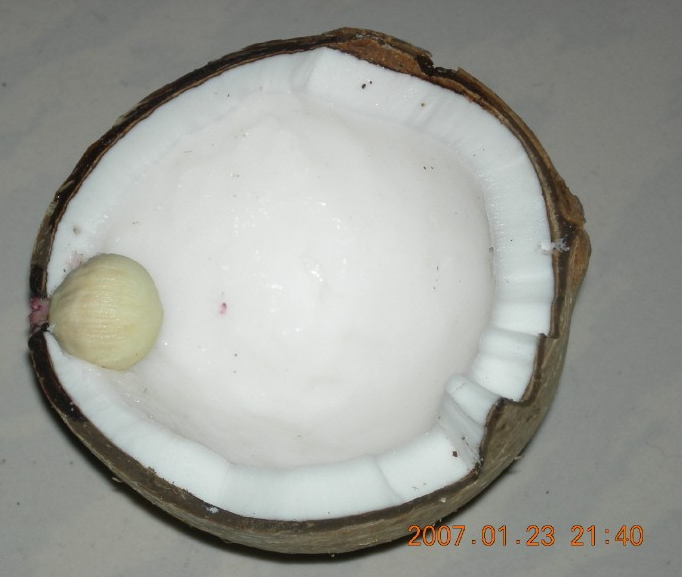 椰子树的种子是在椰子果里面吗? - 知乎