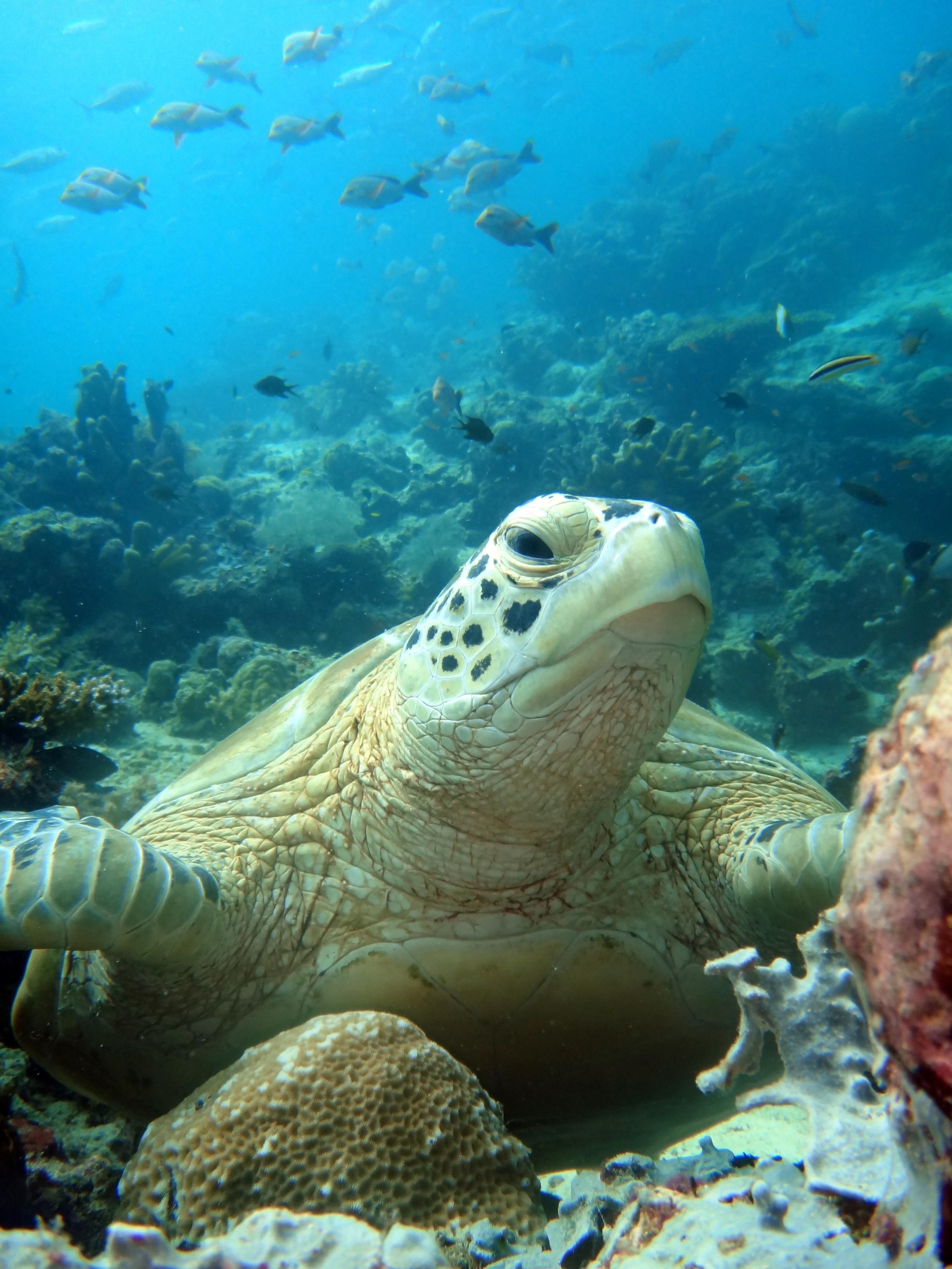 海底海龟摄影图高清摄影大图-千库网