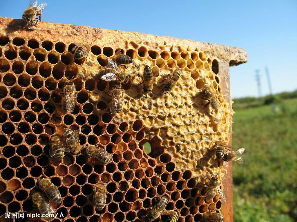 蜂巢为什么是六边形而不是圆形? - 知乎