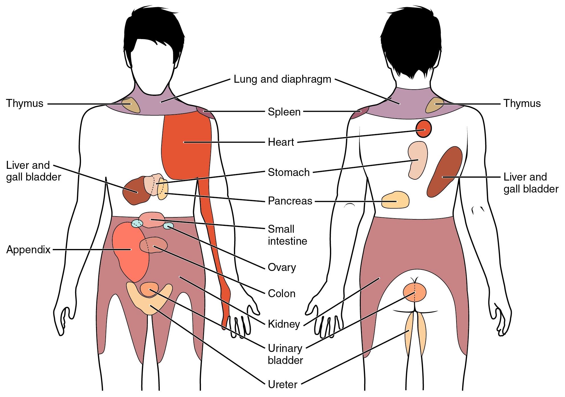 右后背不同部位疼痛图图片